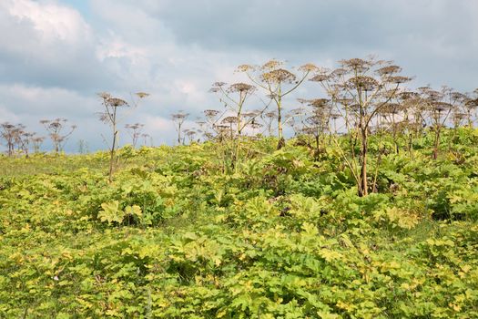 Thickets Heracleum in field in the summer