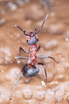 Wood red ant in a fighting rack