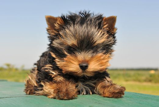 portrait of a purebred puppy yorkshire terrier