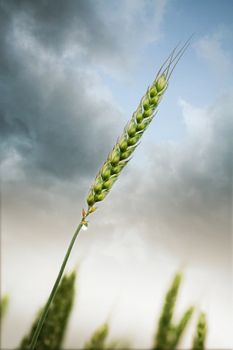 scene of a agricultural farm - cultivation in Germany