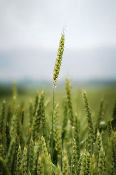 scene of a agricultural farm - cultivation in Germany