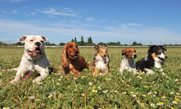 five purebred dogs laid down in a field