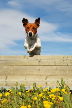 jumping purebred jack russel terrier in a field with yellow flowers