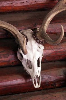 skull with horns on a hunting lodge