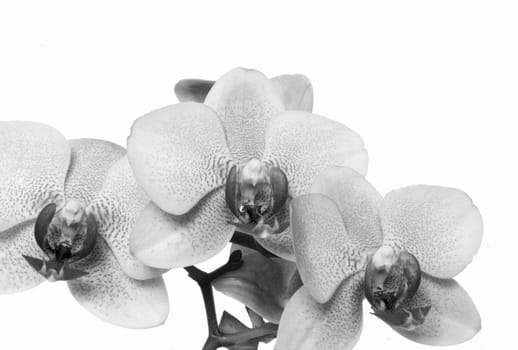 Beautiful orchid isolated on white