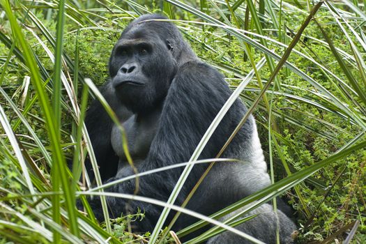 A silverback gorilla of the sub-species "Eastern Lowland Gorilla" (gorilla beringei graueri). Shot in wildlife (this is not a zoo-shot!) in the Eastern part of the Democractic Republic of Congo.