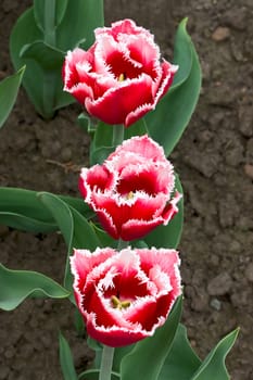View from above of three colorful tulips. Image with shallow depth of field.