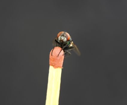 house fly