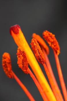 stamens