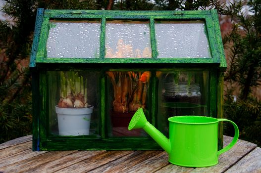 A mini greenhouse and a watering can outside in a garden on a rainy day