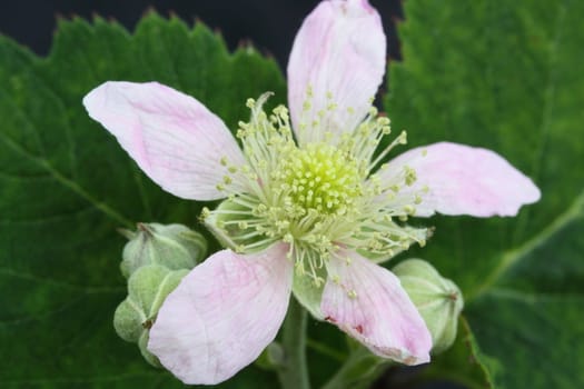 blackberry flower