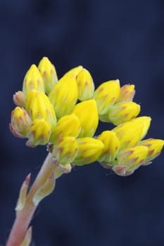 stonecrop