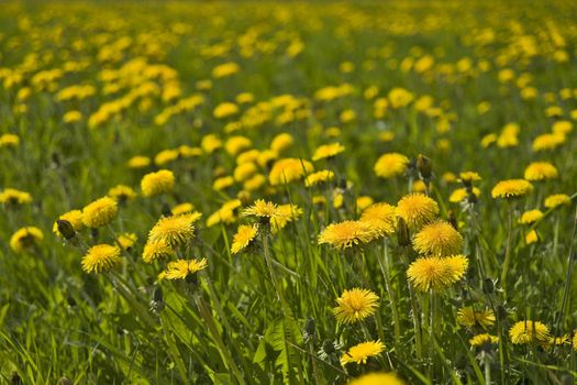 Yellow dandelions field with some flowers close up