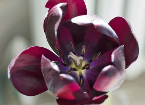 Dark tulip with pistil and stamens close up