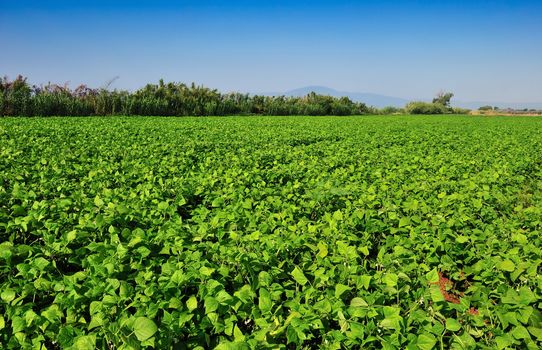 Large bean plantation in southern Greece under a clear morning blue sky
