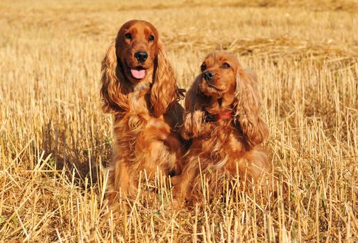 couple of purebred cocker spaniel in a meadow of wheat