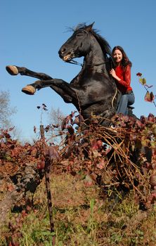 rearing black stallion and young woman in vineyard in autumn