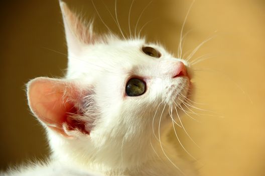 sweet little white kitten with green eyes