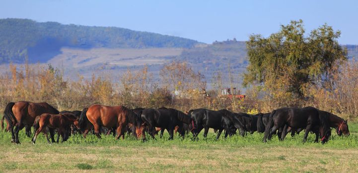 Herd of horses grazing in an autumn field.