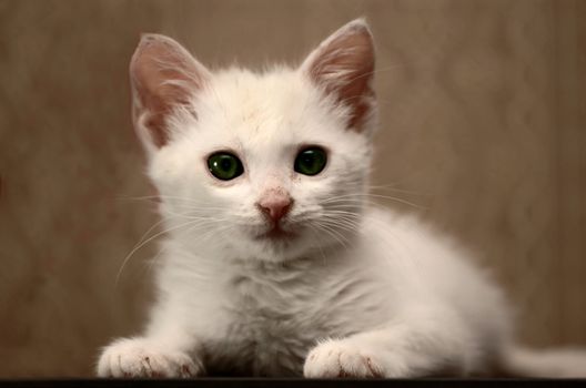 sweet little white kitten with green eyes