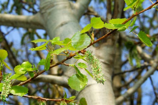 Espenblüte, Makro vor dem Baumstamm
