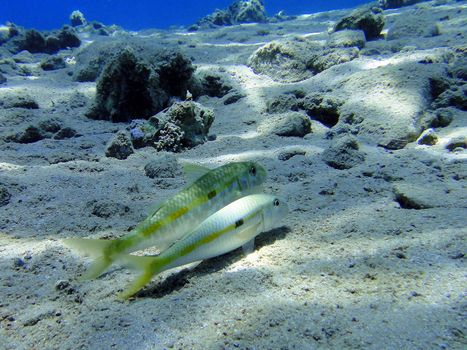 Two romantic fishes (Mullus) in red Sea (Dahab)                               