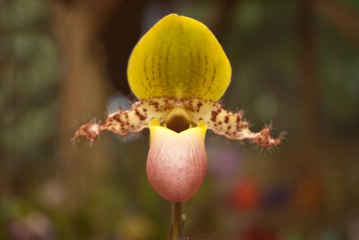 Yellow slipper orchid inside greenhouse.