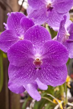 Big purple orchid in greenhouse.