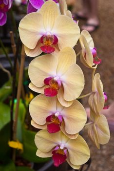 Group of yellow and red orchids in a greenhouse