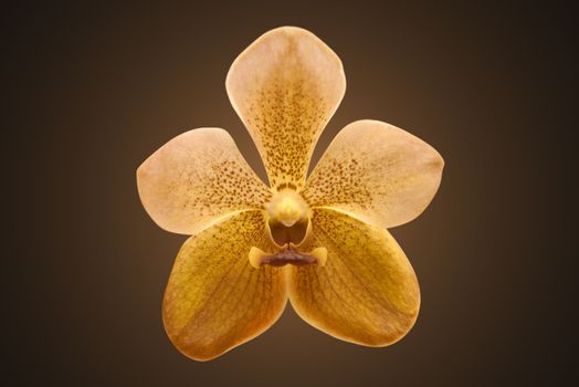 Single golden orchid, isolated on dark background with clipping path