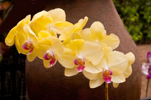 Group of yellow orchids in front of terra cotta urn in greenhouse