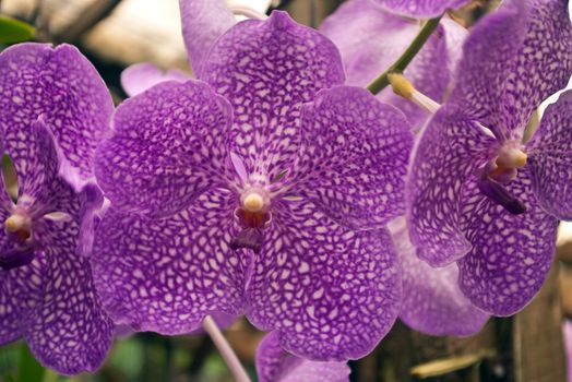 Purple orchid with white pattern, shot in greenhouse