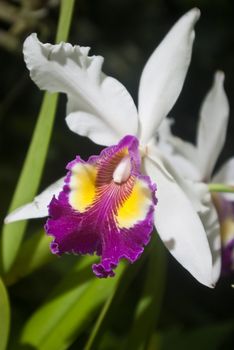 White orchid with vibrant purple & yellow throat.