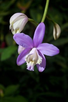 Purple orchid grown in greenhouse