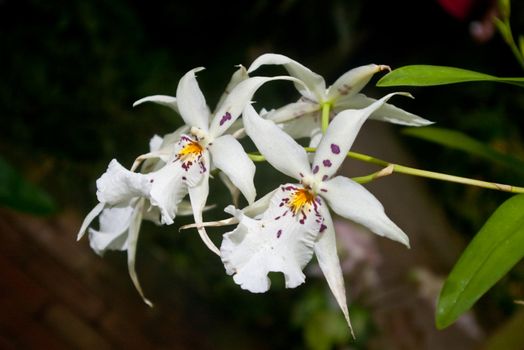 White orchid with purple spots, shot in a greenhouse