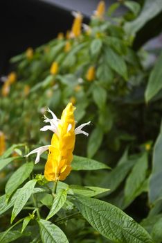 Golden Shrimp Plant in Tropical Setting