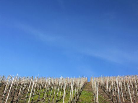 Himmel mit Schleierwolken über einem Weinberg
