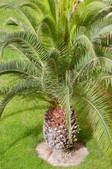 Close up on palm on green grass