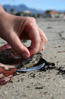 Female picking up a seaschell on the beach