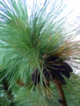 a small pine tree with lots of pine cones.