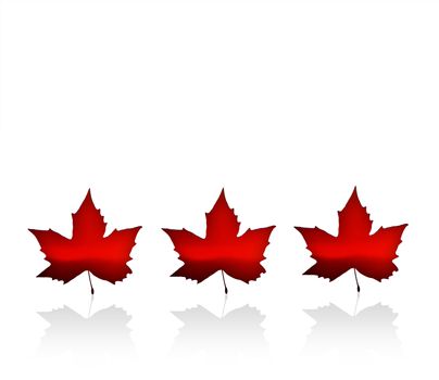 The Flag of Canada with maple leaves