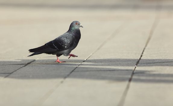 Lonely pigeon walking in a city street. 