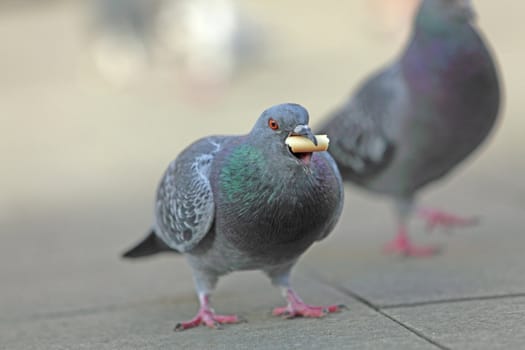 Close-up image of a pigeon with a piece of food in the beak.