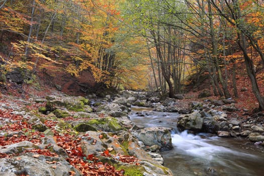 Beautiful autumn forest with a river in Ramet gorge,Transylvania,Romania.