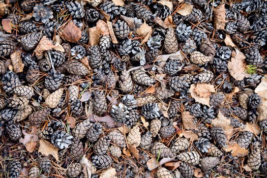 Golden pine cones on the ground background