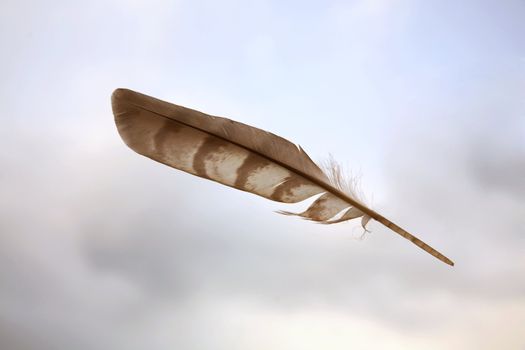The birds feather on background of the cloudy sky