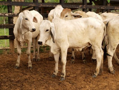 Calf couple in a rural farm