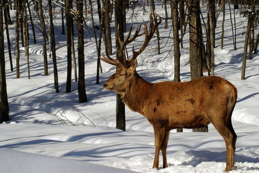 Wild elks in winter