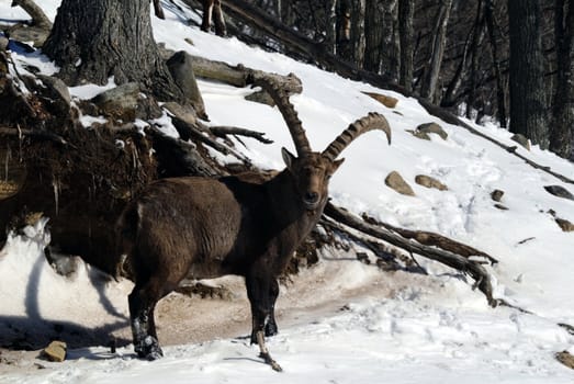 Alpine Ibex in Winter