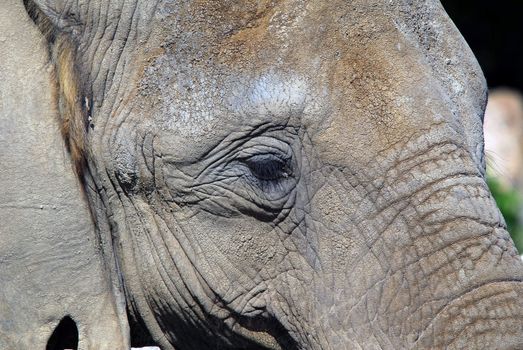 Close-up portrait of a big African elephant